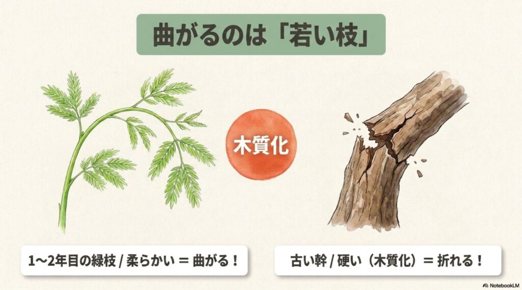 1〜2年目の緑色の若い枝は柔らかく曲げやすいのに対し、茶色く木質化した古い幹は硬くて折れやすいことを比較したイラスト
