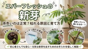 エバーフレッシュの新芽が茶色や黒い原因、チリチリに枯れる理由、正しい水やり、剪定方法など、トラブル解決と復活ケア、育て方を解説するアイキャッチ画像。鉢植えのエバーフレッシュとお手入れアイコンが描かれている。