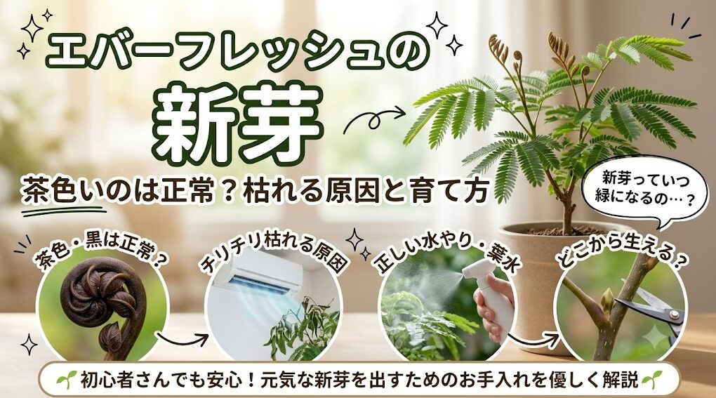 エバーフレッシュの新芽が茶色や黒い原因、チリチリに枯れる理由、正しい水やり、剪定方法など、トラブル解決と復活ケア、育て方を解説するアイキャッチ画像。鉢植えのエバーフレッシュとお手入れアイコンが描かれている。