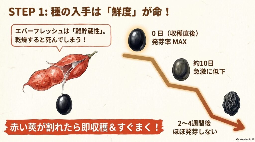 弾けた赤い莢からぶら下がる黒い種のイラストと、収穫直後は発芽率MAX、約10日で急激に低下し、2から4週間後にはほぼ発芽しなくなるという難貯蔵性の特徴をまとめた図。