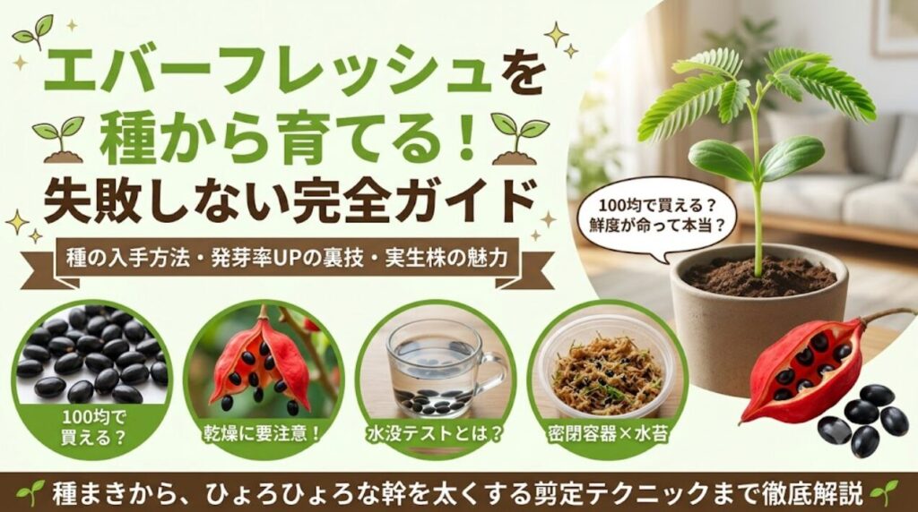 記事「エバーフレッシュを種から育てる完全ガイド」のアイキャッチ画像。発芽したエバーフレッシュの幼苗を中心に、赤い莢（さや）と黒い種、水没テストや密閉容器を使った種まきの手順などが図解されています。