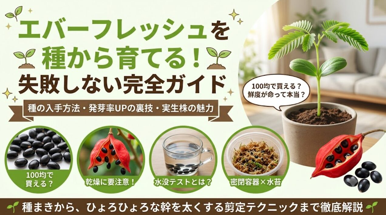 記事「エバーフレッシュを種から育てる完全ガイド」のアイキャッチ画像。発芽したエバーフレッシュの幼苗を中心に、赤い莢（さや）と黒い種、水没テストや密閉容器を使った種まきの手順などが図解されています。