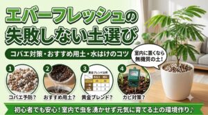 失敗しないエバーフレッシュの土選び。コバエ予防に適した無機質の土、おすすめ用土、水はけを良くする黄金ブレンド比率、カビ対策をまとめたアイキャッチ画像。