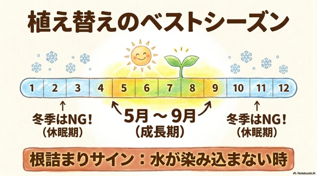 エバーフレッシュの植え替えに適したシーズンを示すスライド。成長期である5月から9月がベストシーズンであり、休眠期である冬季の植え替えはNGであること、また「水が染み込まない時」が根詰まりのサインであることがカレンダー風にまとめられている。