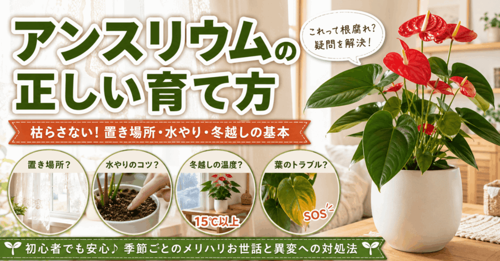 白い鉢に植えた赤いアンスリウムと、置き場所・水やり・冬越し・葉のトラブルの対処法を示した、初心者向けの育て方アイキャッチ画像