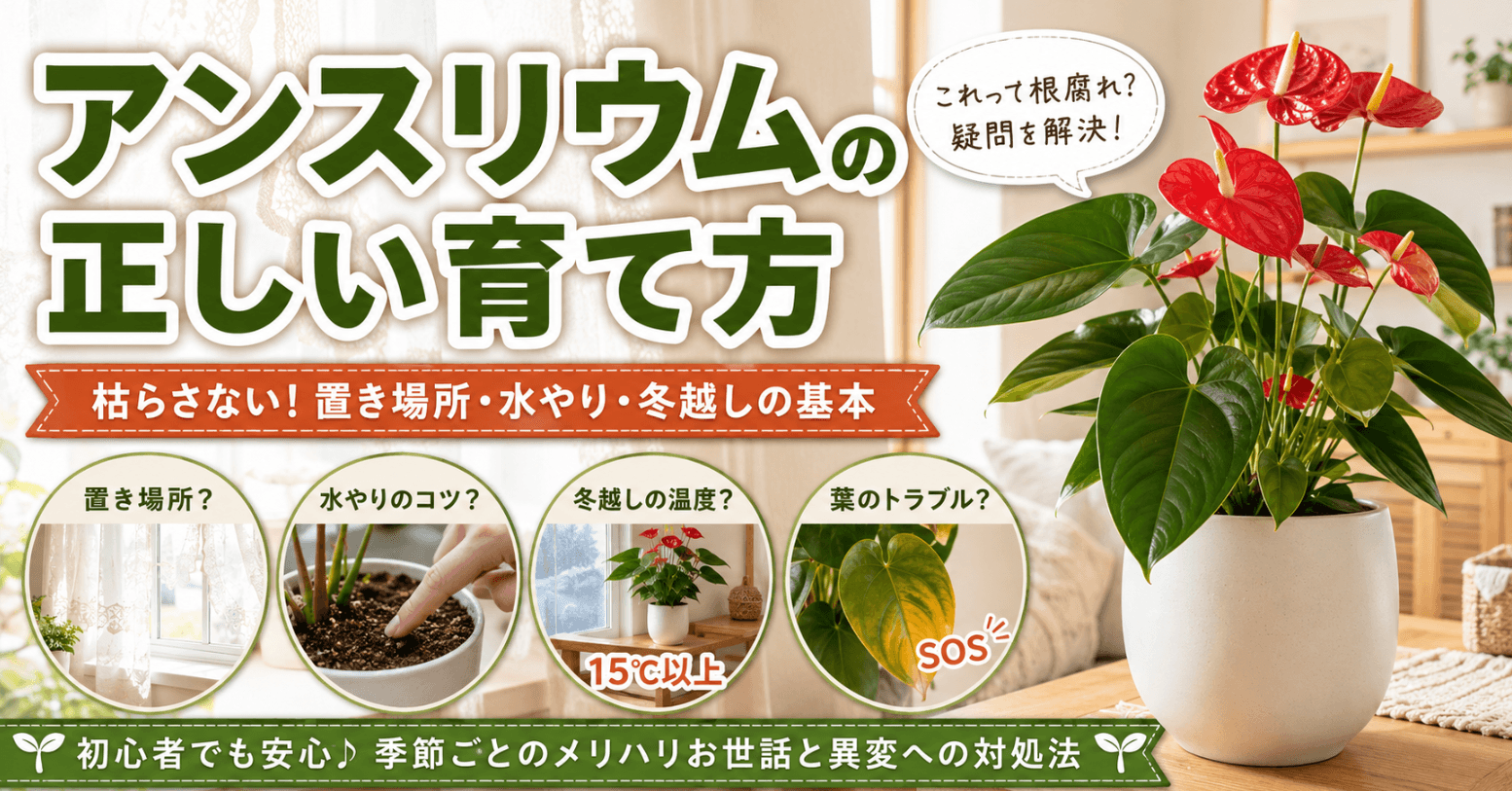 白い鉢に植えた赤いアンスリウムと、置き場所・水やり・冬越し・葉のトラブルの対処法を示した、初心者向けの育て方アイキャッチ画像