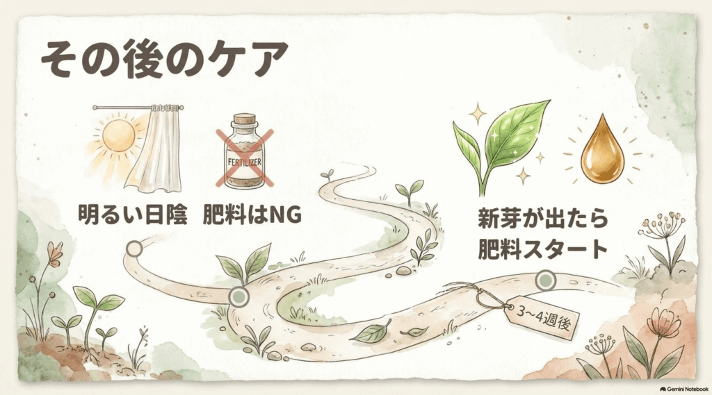 植え替え後は明るい日陰で休ませて肥料を控え、新芽が動き始めてから肥料を再開する流れを示した図
