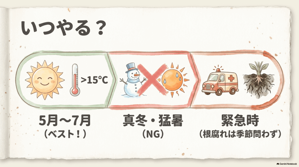 アンスリウムの植え替えは5月から7月で気温15℃以上が適し、真冬と猛暑は避け、根腐れ時は季節を問わず対応することを示した図