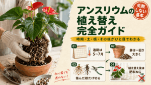鉢からアンスリウムを抜いて根を確認する様子と、植え替えの適期は5～7月、一回り大きい鉢、傷んだ根だけ切る、植え替え後は肥料を控えるポイントをまとめた画像