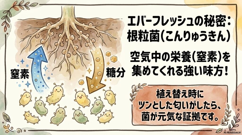 エバーフレッシュの根に共生する根粒菌が、空気中の窒素を集めて栄養にし、植物からお礼に糖分をもらうという共生関係を説明したイラスト図解