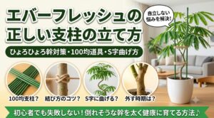 エバーフレッシュのひょろひょろ幹を解決するための正しい支柱の立て方や、100均道具、麻紐の結び方を図解したアイキャッチ画像