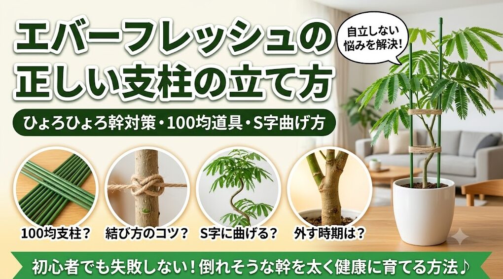 エバーフレッシュのひょろひょろ幹を解決するための正しい支柱の立て方や、100均道具、麻紐の結び方を図解したアイキャッチ画像