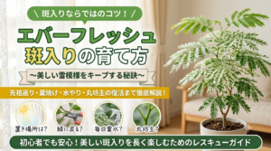 「エバーフレッシュの斑入りを枯らさない！育て方のコツと先祖返り対策」の記事アイキャッチ画像。明るいリビングに置かれた美しい斑入りエバーフレッシュの鉢植えと共に、「エバーフレッシュ斑入りの育て方」「先祖返り・葉焼け・水やり・丸坊主の復活まで徹底解説！」という見出しや、置き場所・剪定・葉水・復活のコツを示す4つのアイコンがデザインされています。