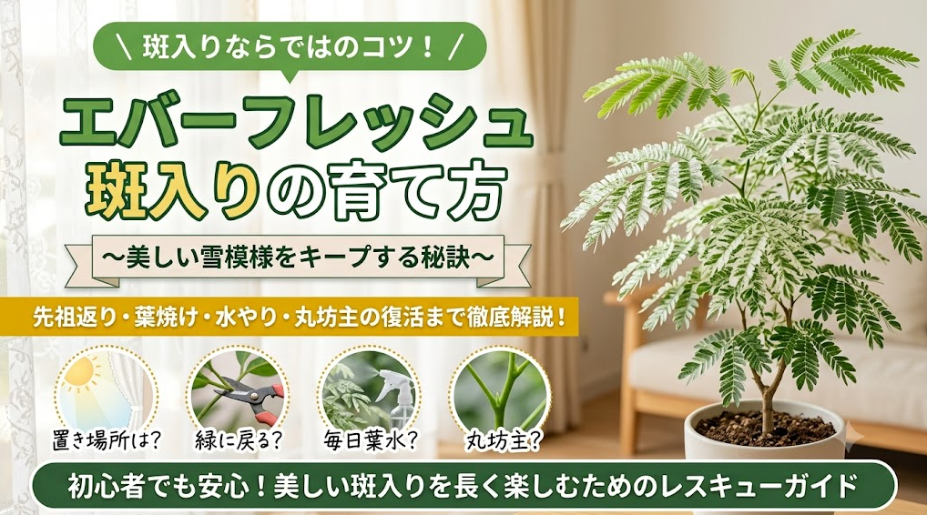 「エバーフレッシュの斑入りを枯らさない！育て方のコツと先祖返り対策」の記事アイキャッチ画像。明るいリビングに置かれた美しい斑入りエバーフレッシュの鉢植えと共に、「エバーフレッシュ斑入りの育て方」「先祖返り・葉焼け・水やり・丸坊主の復活まで徹底解説！」という見出しや、置き場所・剪定・葉水・復活のコツを示す4つのアイコンがデザインされています。