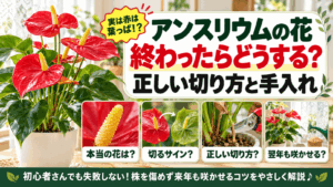 アンスリウムの花の時期や咲き終わった後の手入れ方法を解説する記事のアイキャッチ画像（植物の線画イラスト）