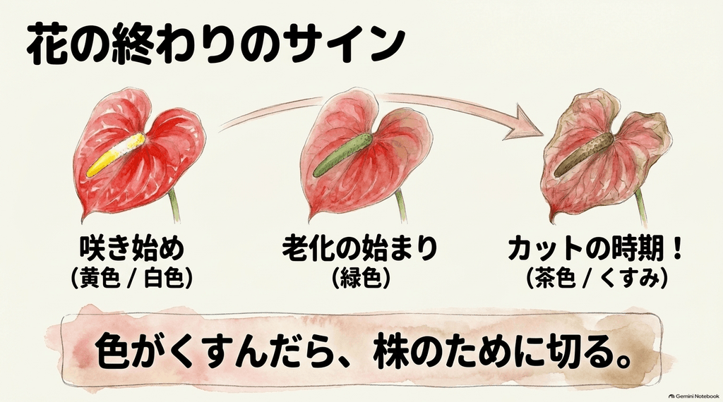 アンスリウムの花が終わるサインを色の変化（黄色・白色から緑色、最終的に茶色・くすみへ）で表し、色がくすんだら株のためにカットする時期であることを示すスライド