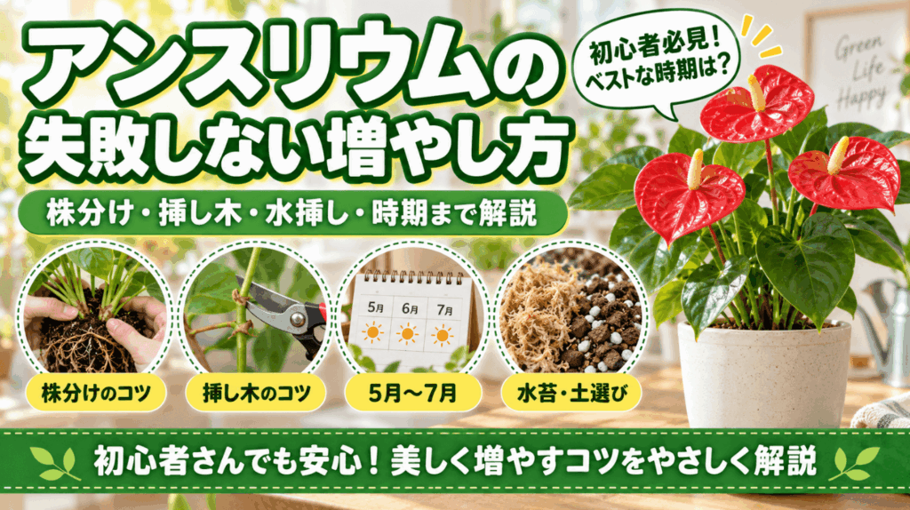 アンスリウムの失敗しない増やし方を解説したアイキャッチ画像。「株分け・挿し木・水挿し・時期まで解説」という見出しとともに、株分けのコツ、挿し木のコツ、最適な時期（5月〜7月）、水苔・土選びのポイントを初心者向けに紹介しています。
