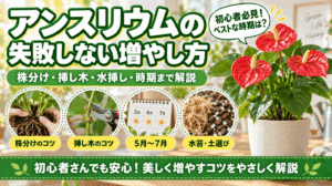 アンスリウムの失敗しない増やし方を解説したアイキャッチ画像。「株分け・挿し木・水挿し・時期まで解説」という見出しとともに、株分けのコツ、挿し木のコツ、最適な時期（5月〜7月）、水苔・土選びのポイントを初心者向けに紹介しています。