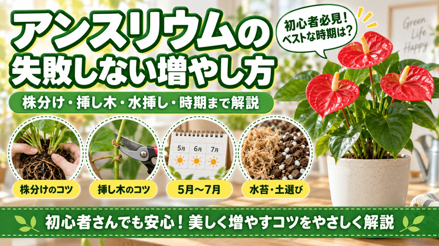 アンスリウムの失敗しない増やし方を解説したアイキャッチ画像。「株分け・挿し木・水挿し・時期まで解説」という見出しとともに、株分けのコツ、挿し木のコツ、最適な時期（5月〜7月）、水苔・土選びのポイントを初心者向けに紹介しています。