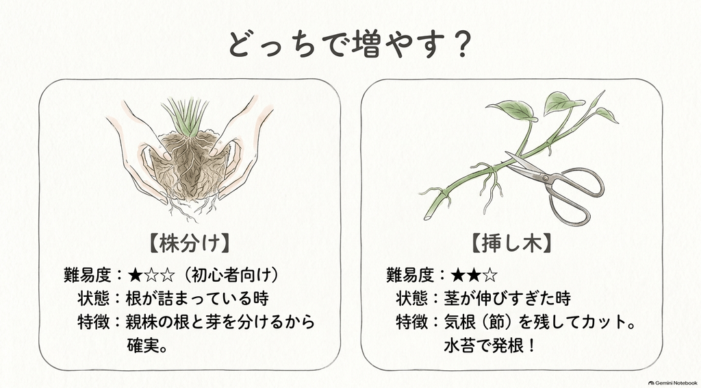 両手で根鉢をほぐしている株分けのイラストと、ハサミで茎をカットしている挿し木のイラスト。「どっちで増やす?」というタイトルで、株分けと挿し木それぞれの難易度や適した状態を比較解説するテキスト。
