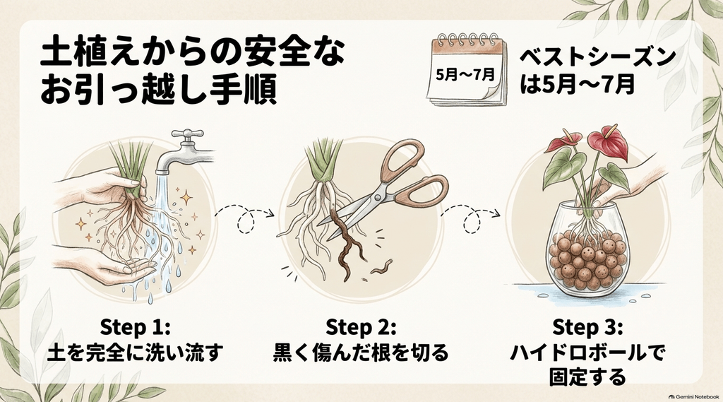 5月〜7月のベストシーズンに行う、土の洗い流し、傷んだ根のカット、ハイドロボールでの固定という3つの移行ステップを解説したイラスト