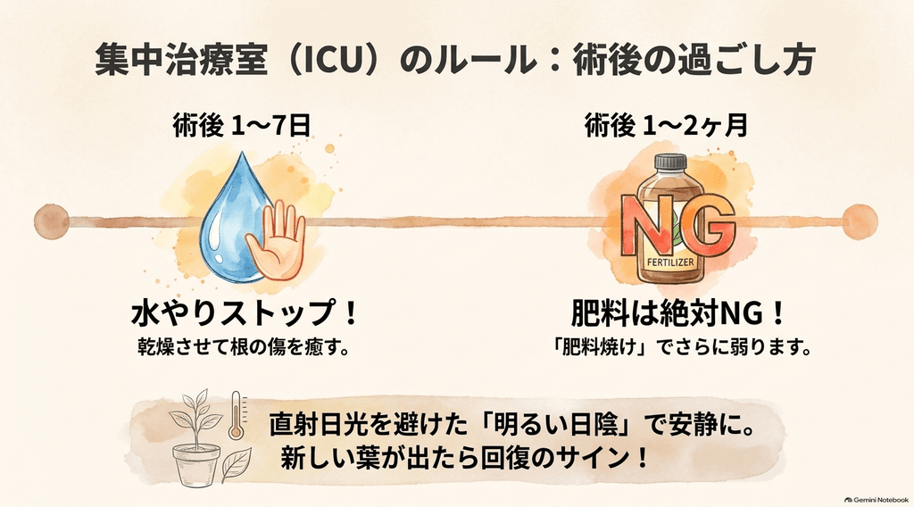 植え替え後1〜7日は水やりをストップし、1〜2ヶ月は肥料をNGとし、直射日光を避けた明るい日陰で安静に温度管理を行うという術後のルールを示したイラスト